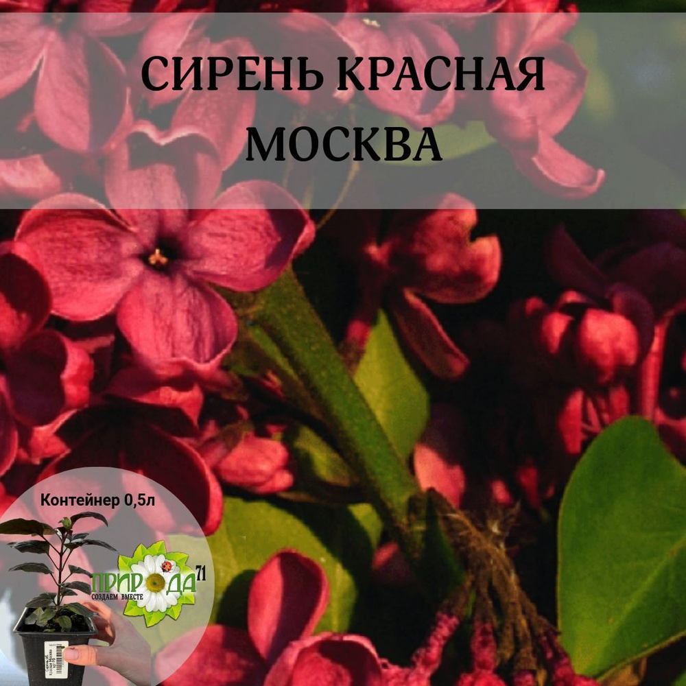 Сирень Красная Москва #1