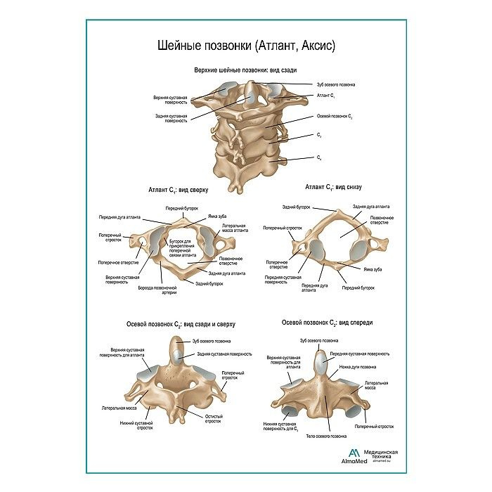Обучающий плакат "Шейные позвонки", размер А1+, глянцевая фотобумага от 200г/м2  #1