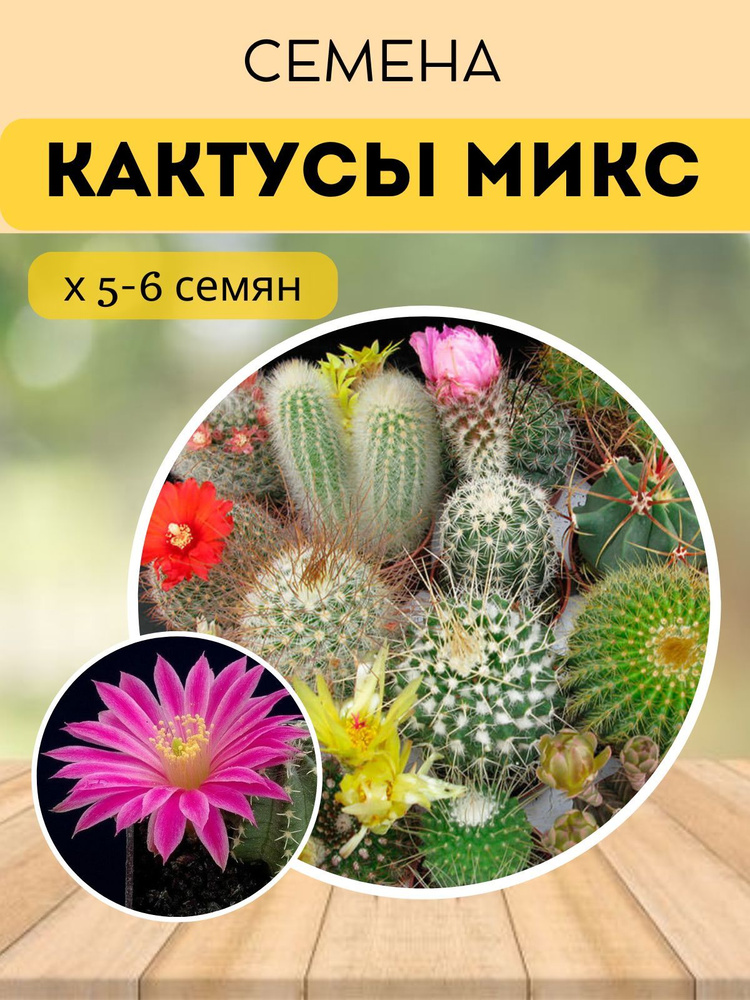magic ok Семена #1