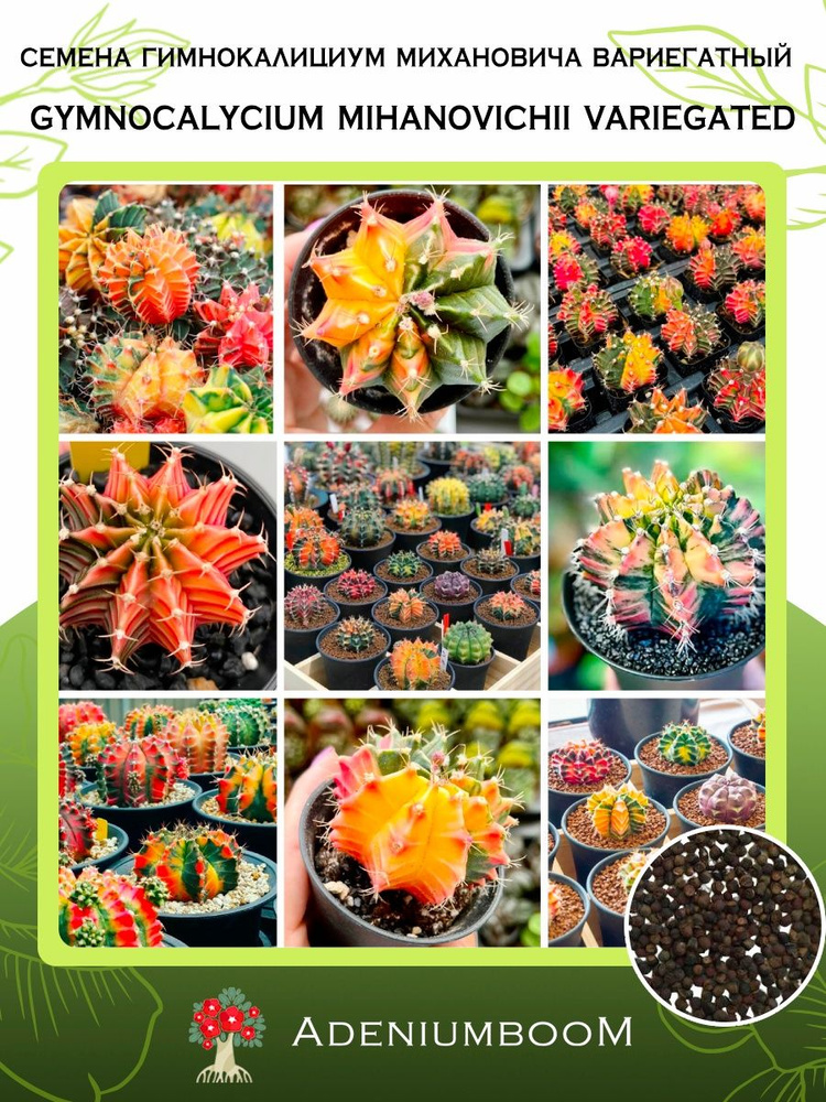 Семена Гимнокалициум Михановича Вариегатный (5 шт.) /Gymnocalycium Mihanovichii Variegated, семена редких #1