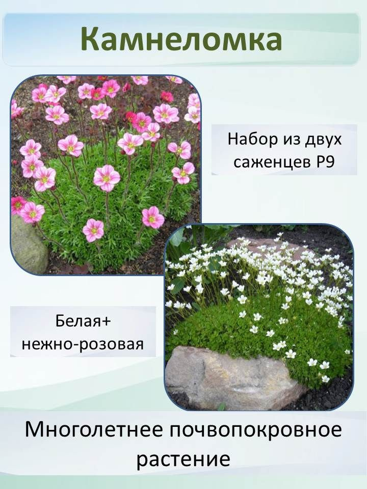Семена ,2шт #1