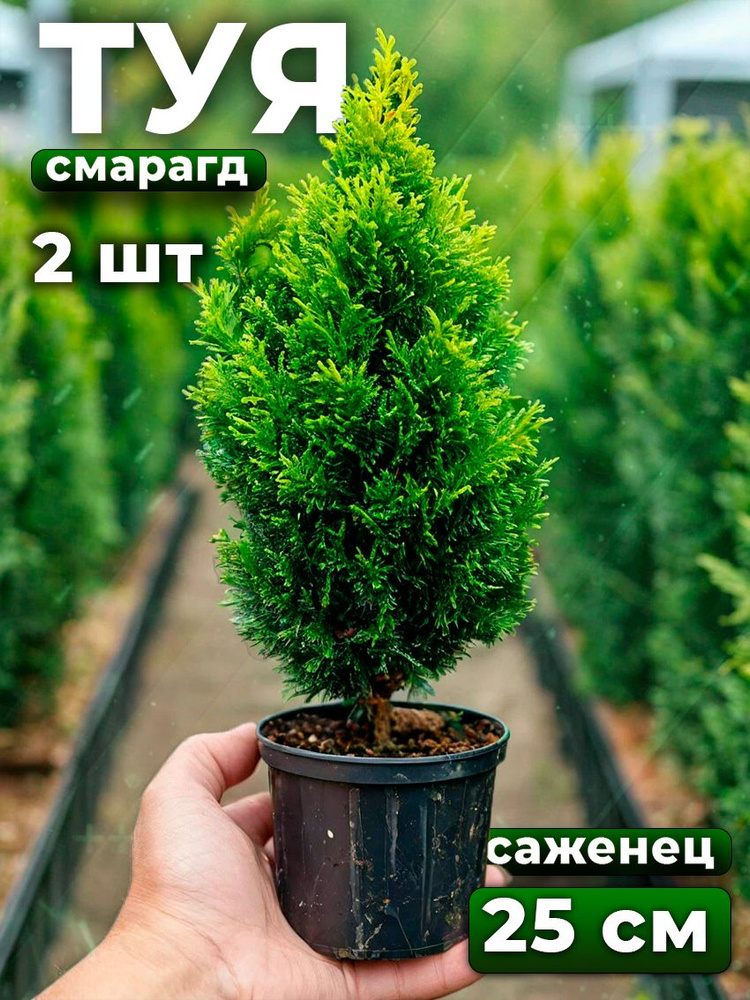 Туя саженец Смарагд 25 см 2шт 2 года #1