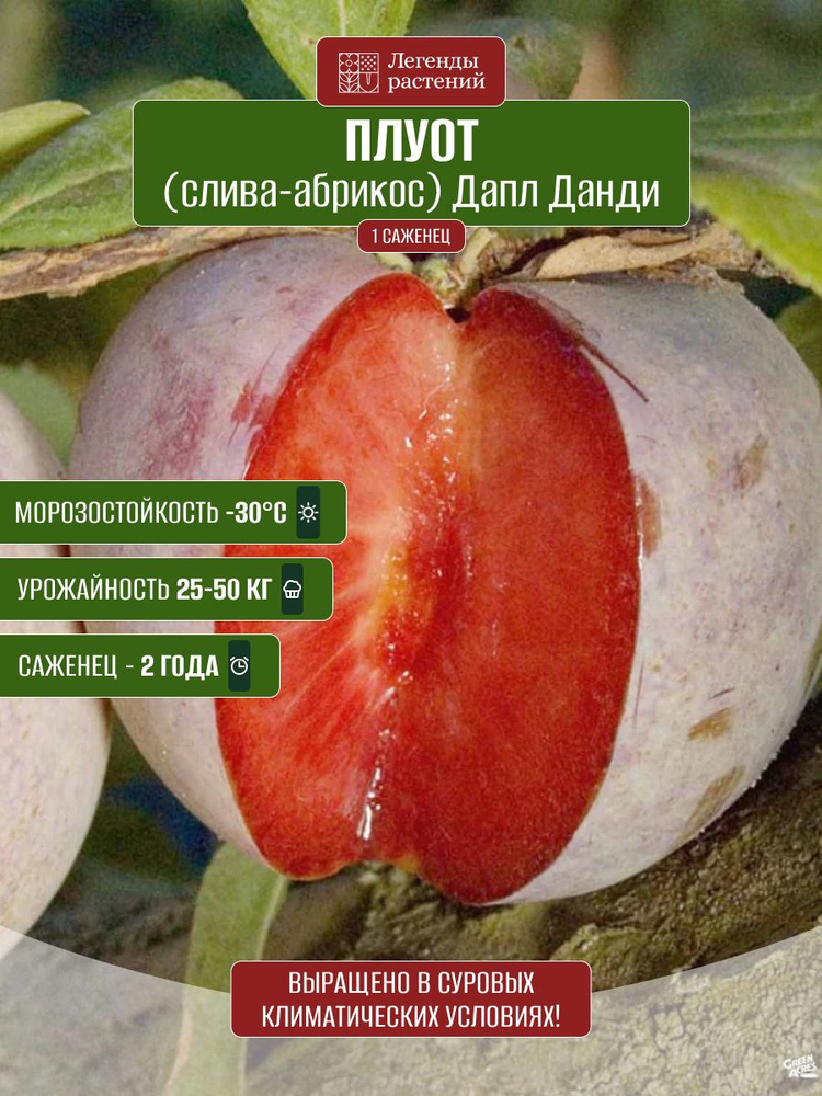 Плуот (слива-абрикос) Дапл Данди / саженец плуота #1