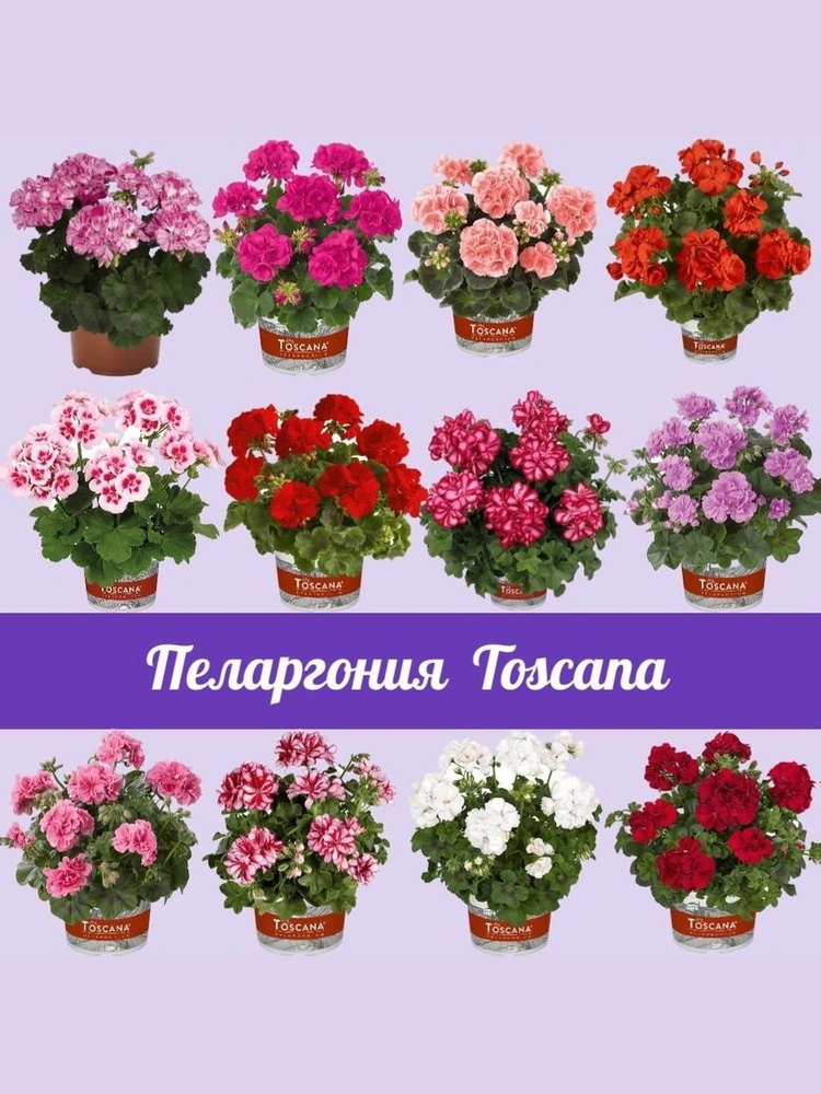 Пеларгония набор #1