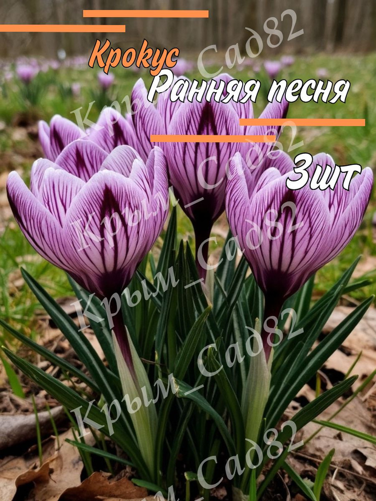 Луковицы Крокус #1