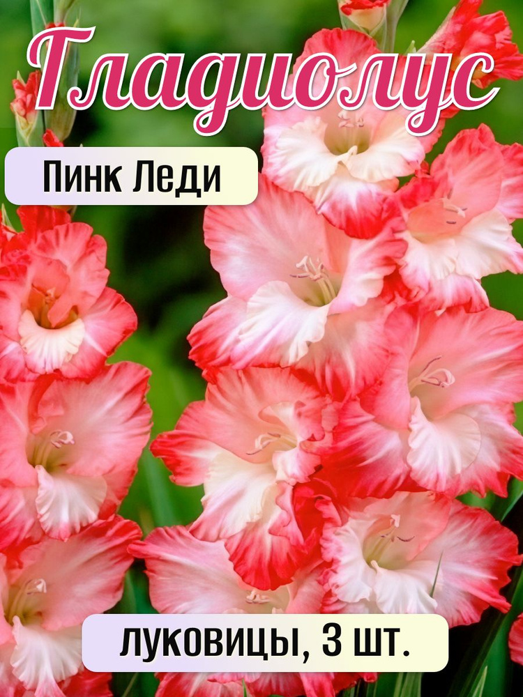 Гладиолус #1
