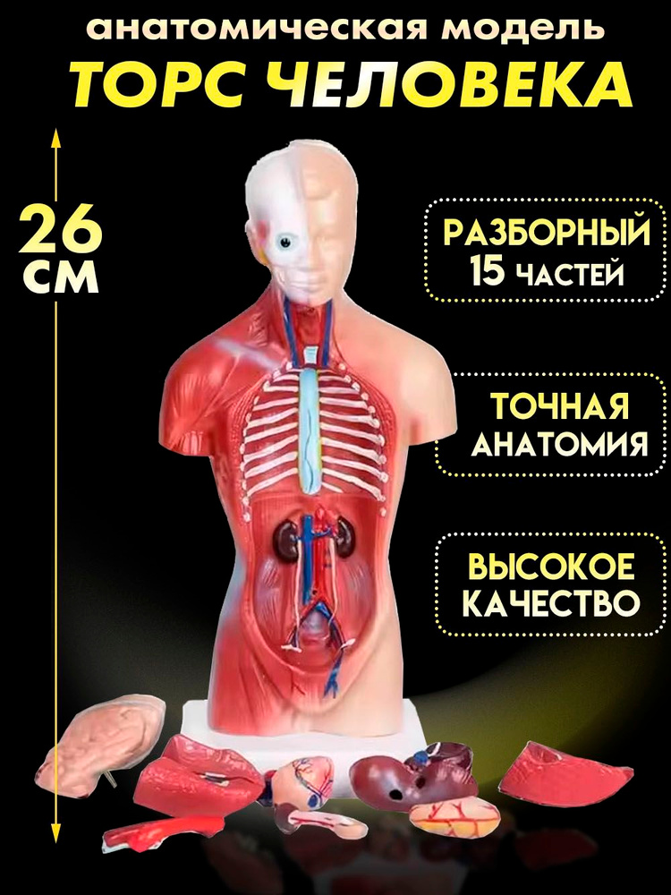 Анатомическая модель #1