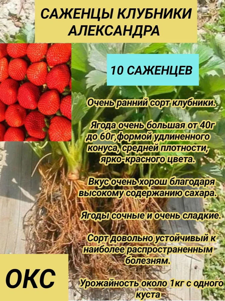 Саженцы клубники ОКС Александра, вариант