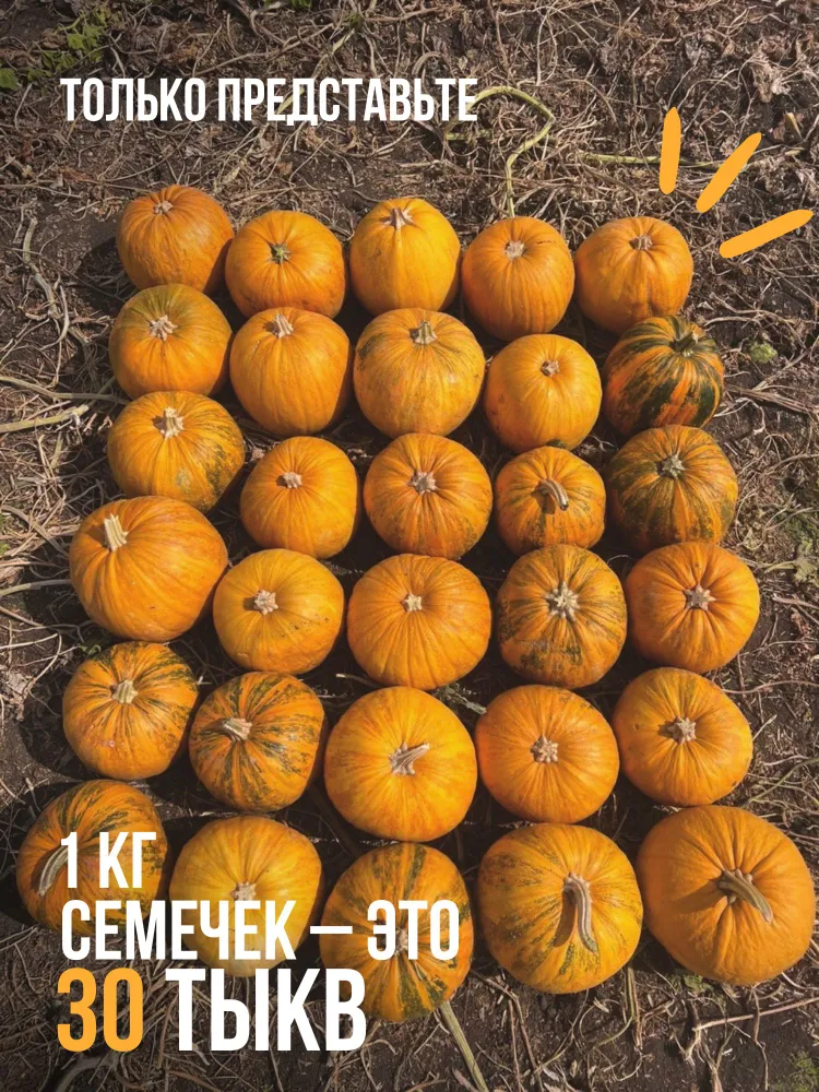 Тыквенные семечки очищенные 1000 гр./ Зернышков Фермерское хозяйство. Штирийские, голосеменные (без кожуры), натуральные, в вакууме, Россия., 1 кг, фото 2