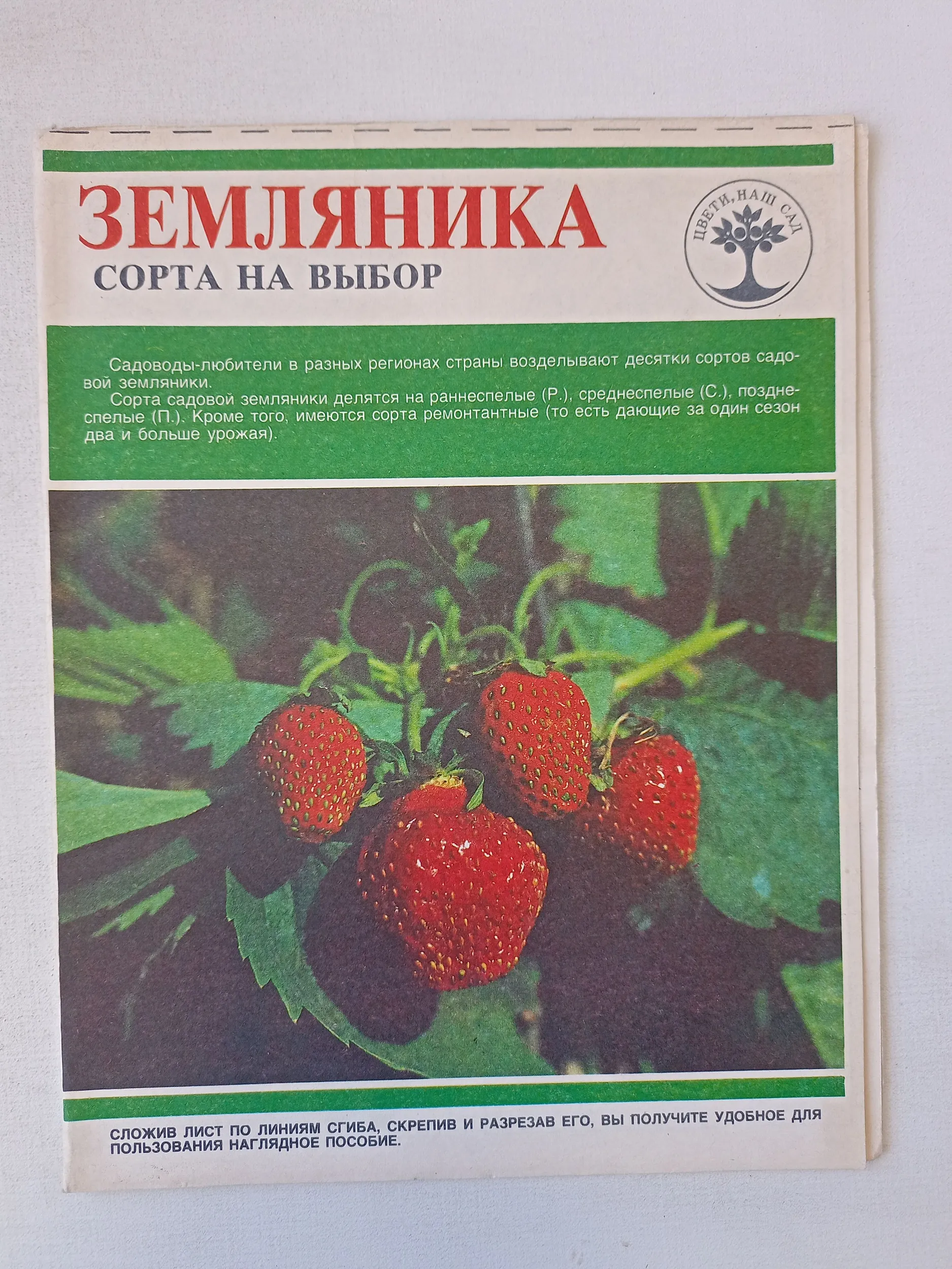 Земляника. Сорта на выбор #1