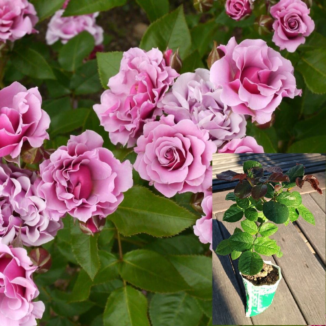 Роза флорибунда Санта Барбара саженец с ЗКС. купить на OZON