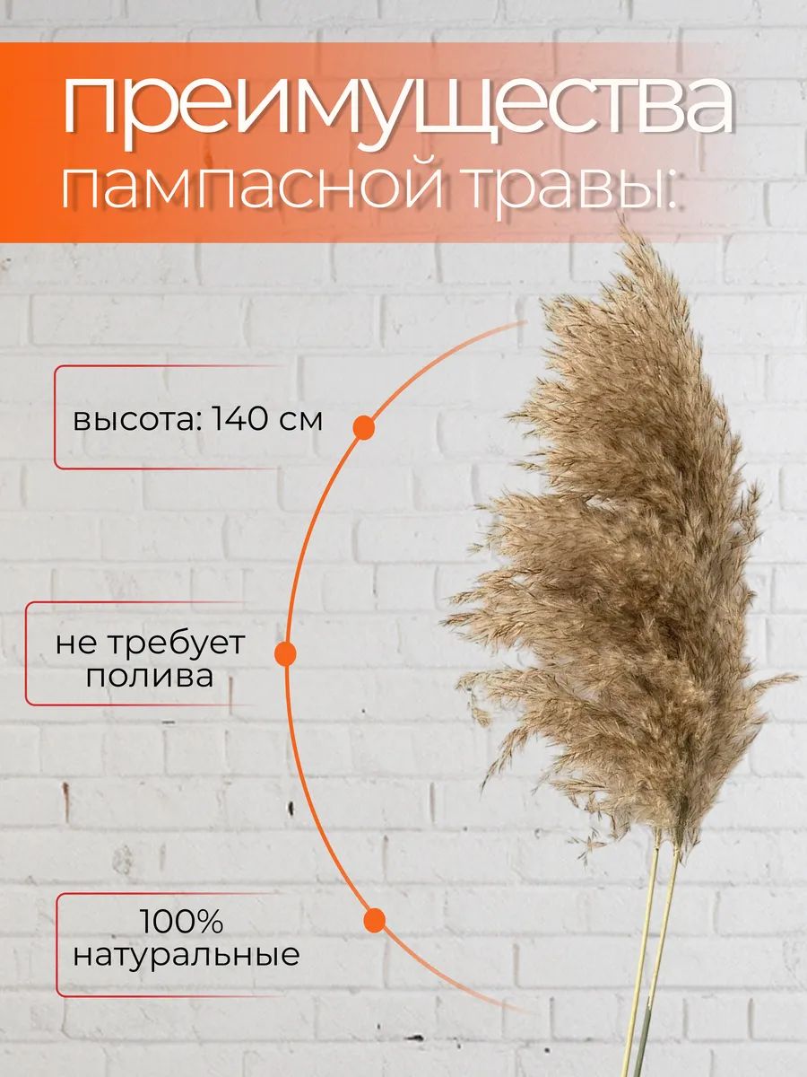 Пампасная трава натуральный 1.4m SJ-W12 Китай