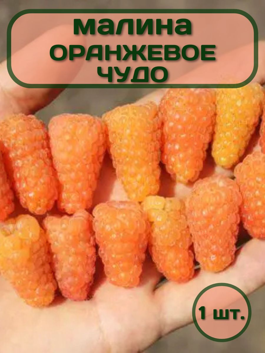 Обрезка малины осенью