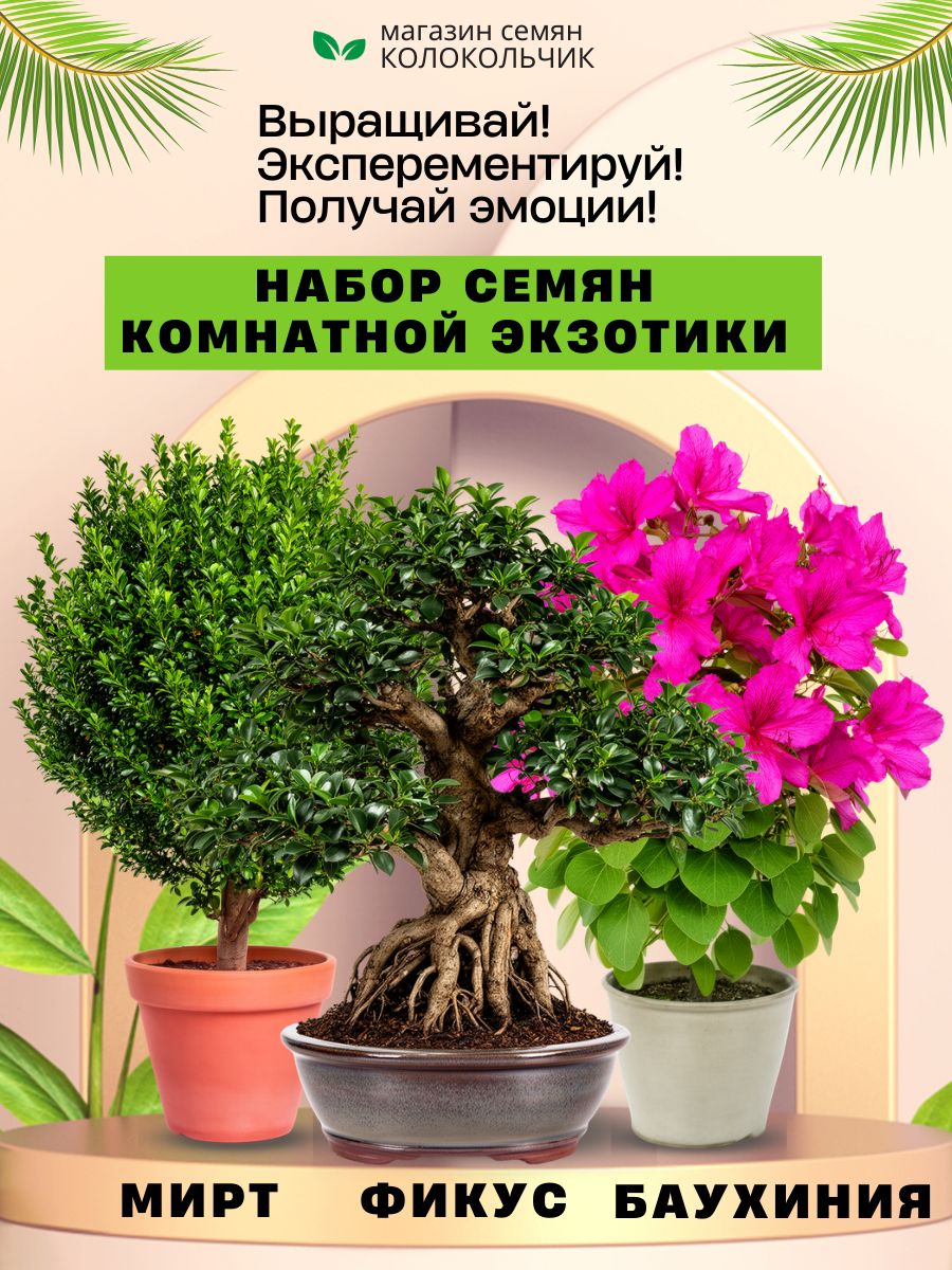 Наборсемянкомнатнойэкзотики:Миртобыкновенный,ФикусРетуза,Баухинияпёстрая(Орхидейноедерево),3пакета