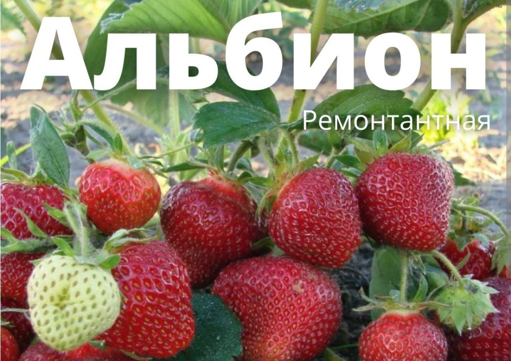 Семена #1