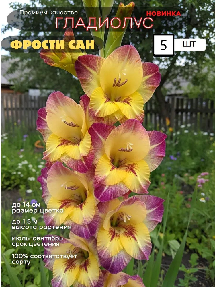 Гладиолус луковицы 5шт. #1