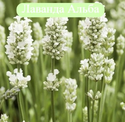 Лаванда Альба саженец #1