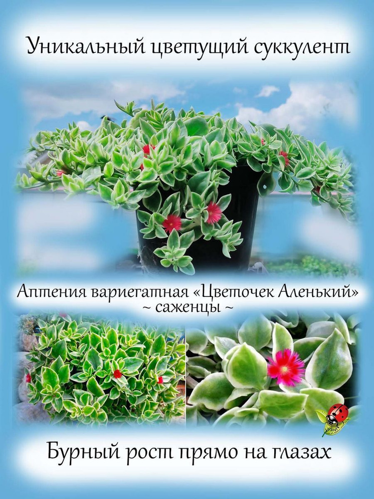Udivi Саженец #1