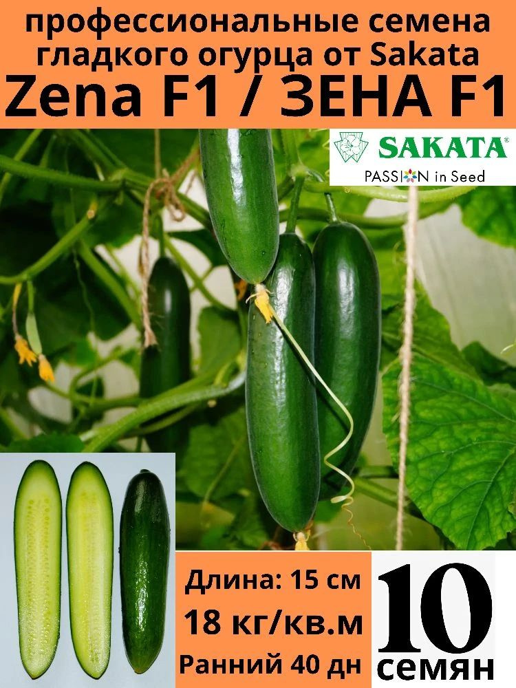 Огурец гладкий Zena/Зена F1 Япония Sakata 10шт. #1