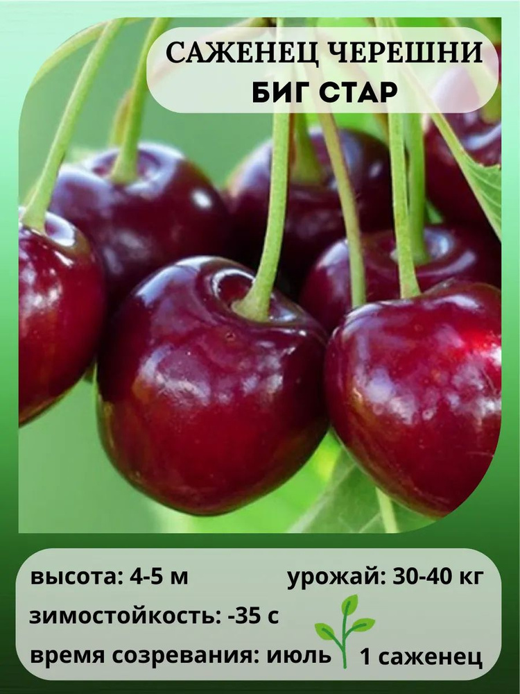 Биг Стар #1