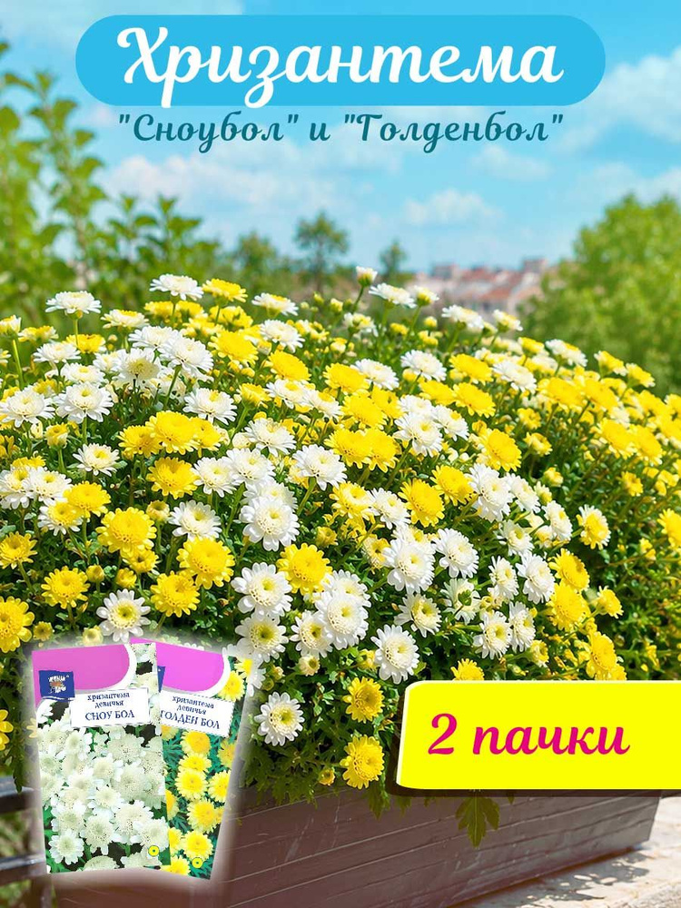 Семена хризантемы #1