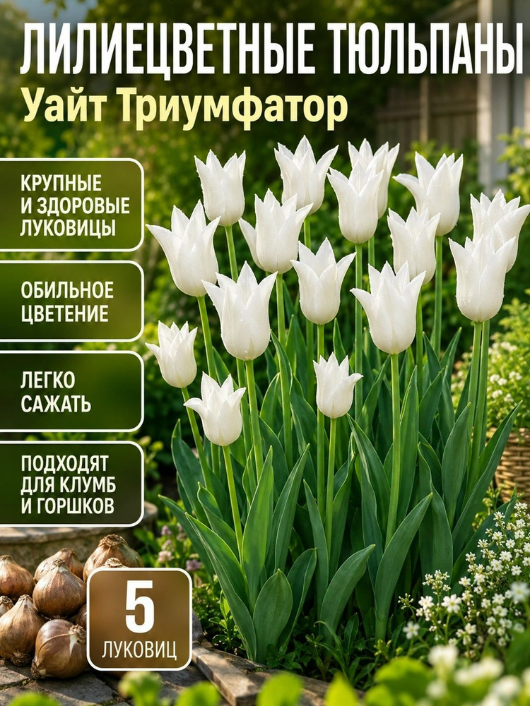 Тюльпаны Луковицы сорт Уайт Триумфатор #1