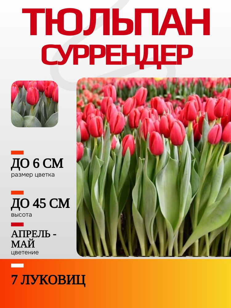 Тюльпаны Суррендер 7 луковиц #1