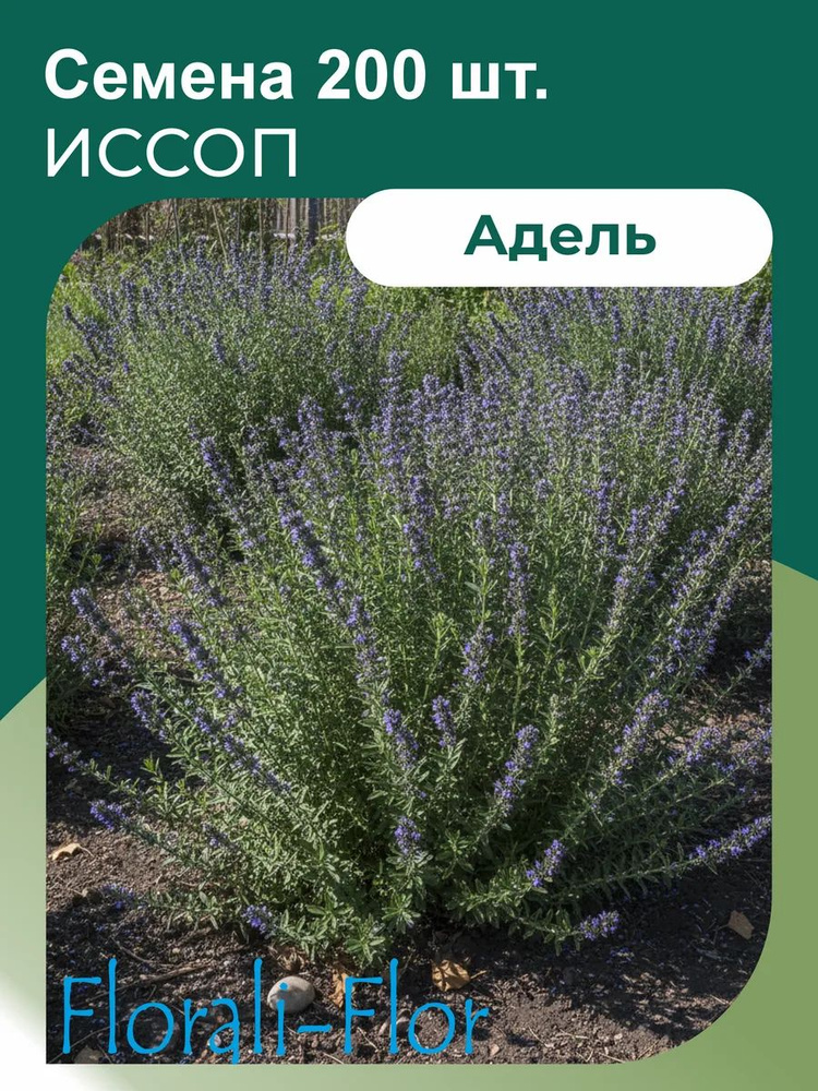 Иссоп Семена #1