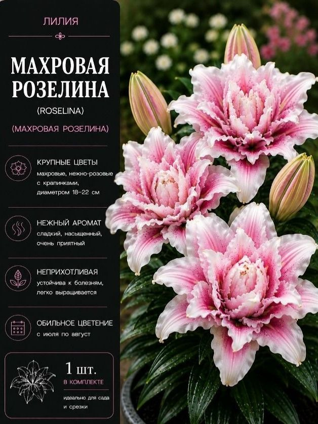 Луковицы Лилия #1
