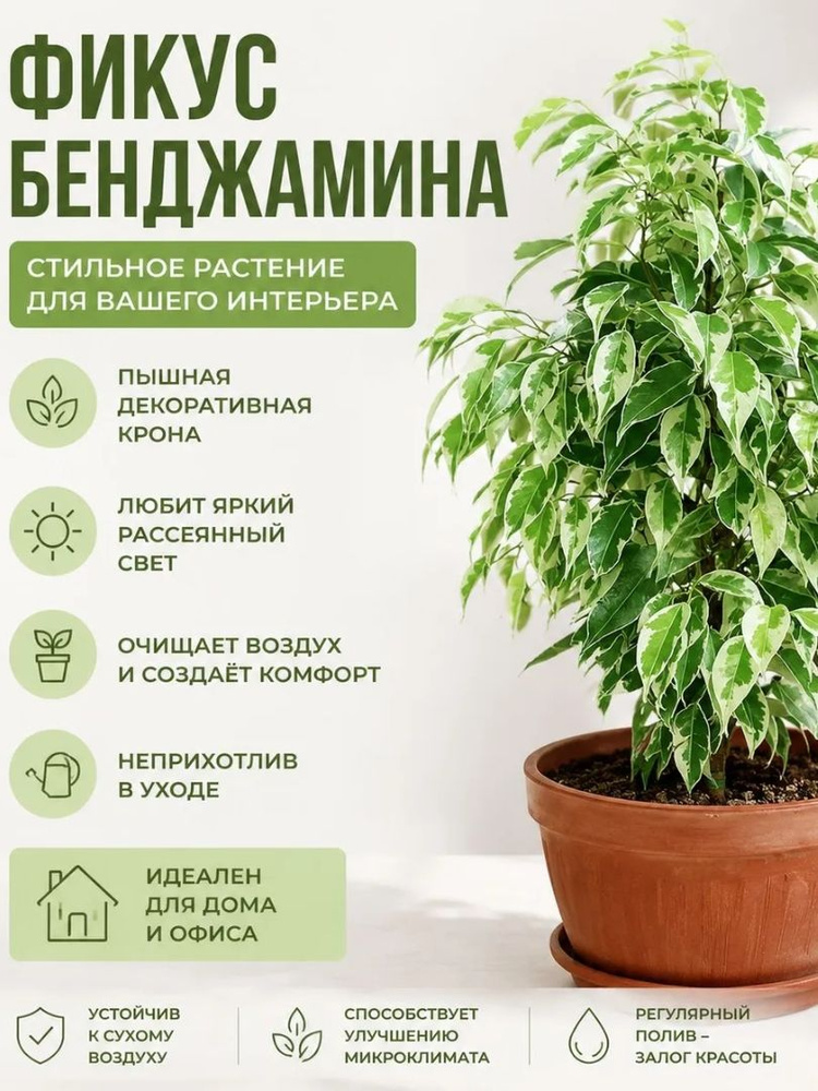 Фикус Бенджамин #1