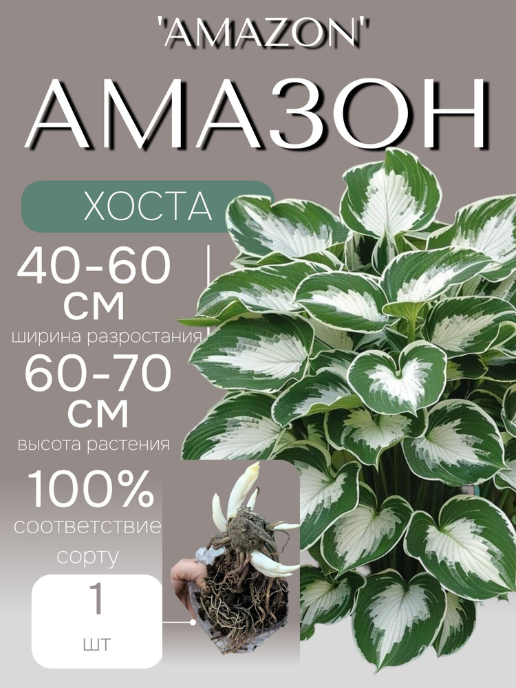 Хоста многолетняя саженцы морозостойкие Амазон 1 шт #1