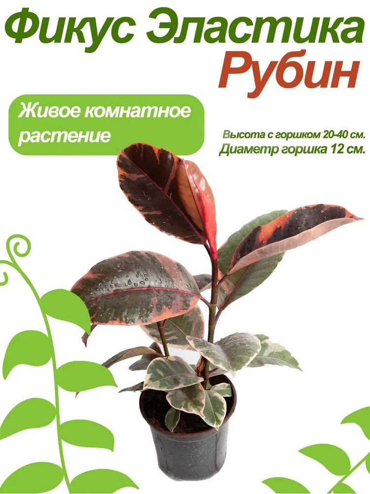 Фикус Рубин #1