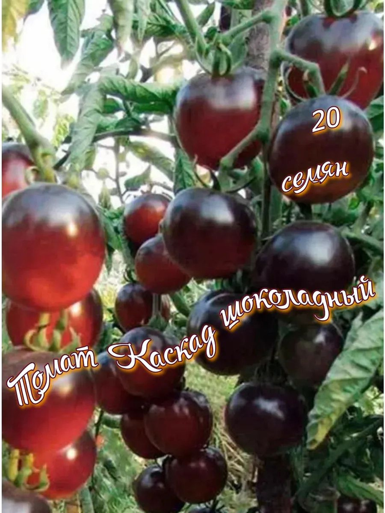 Семена #1
