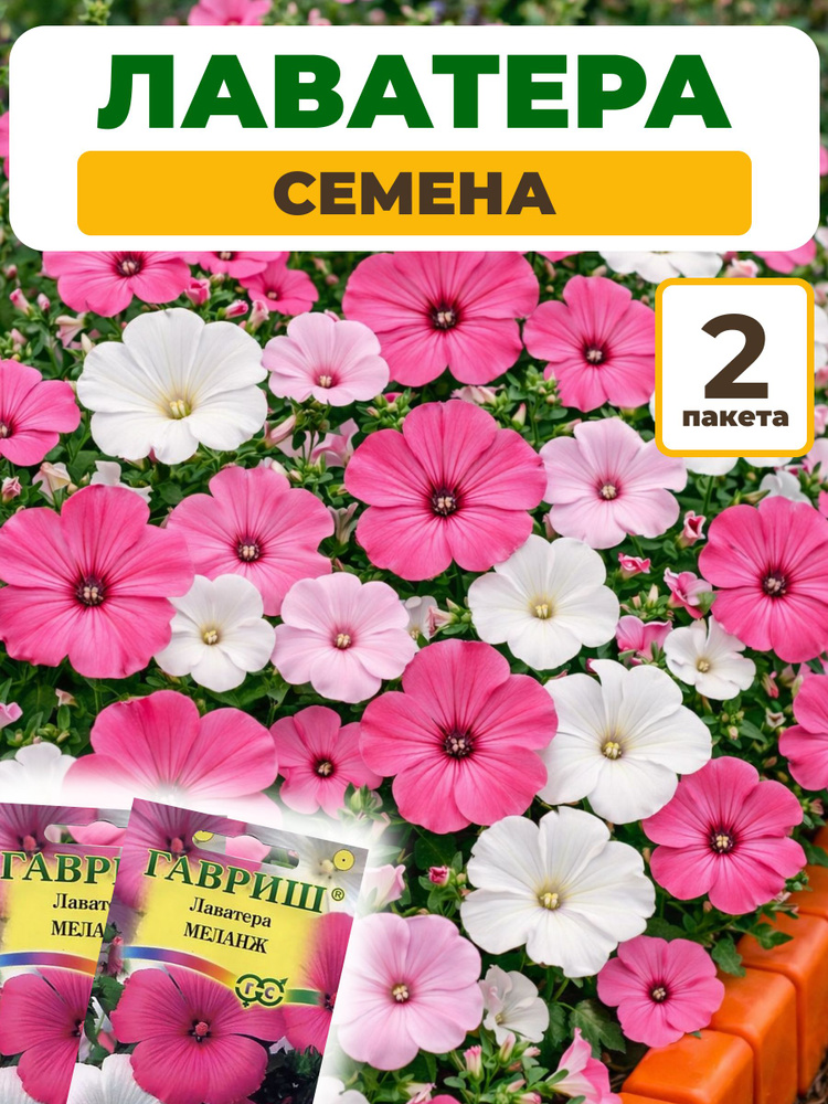 Лаватера семена #1
