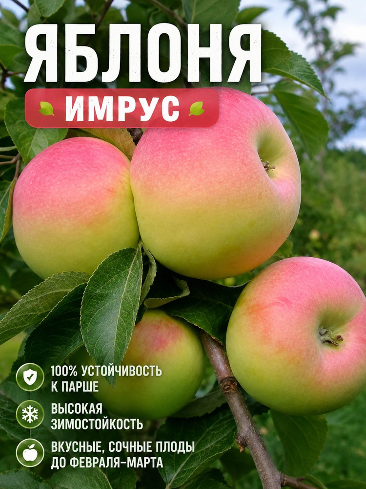 Яблоня Имрус #1
