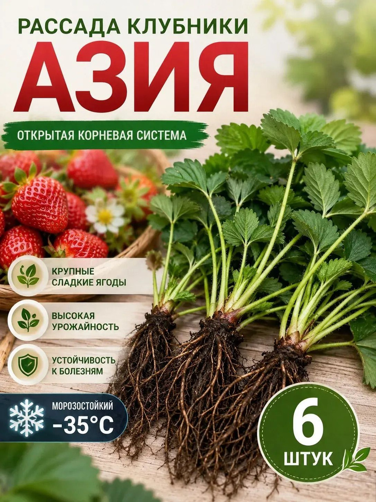 Рассада #1
