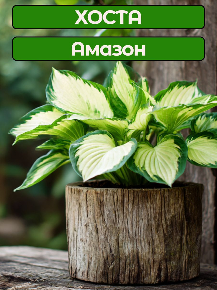 Хоста Амазон, 1 шт #1