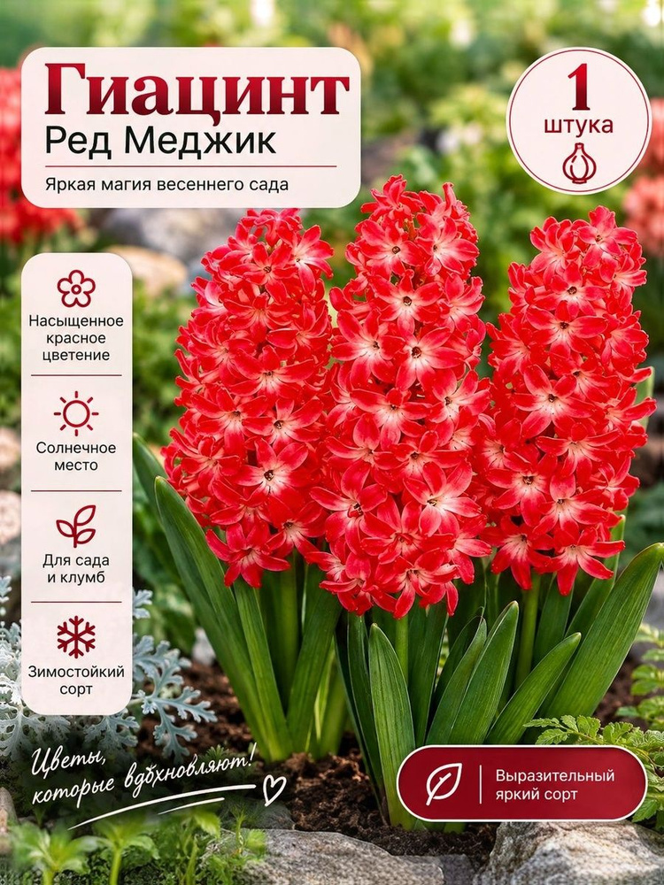 гиацинт Ред Меджик #1