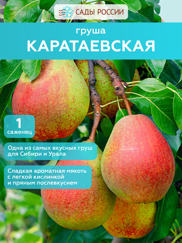 Груша Каратаевская #1
