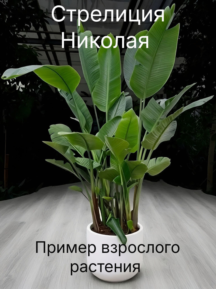 Семена #1