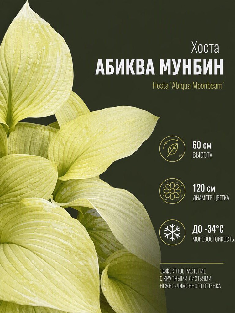 Хоста Абиква Мунбин #1
