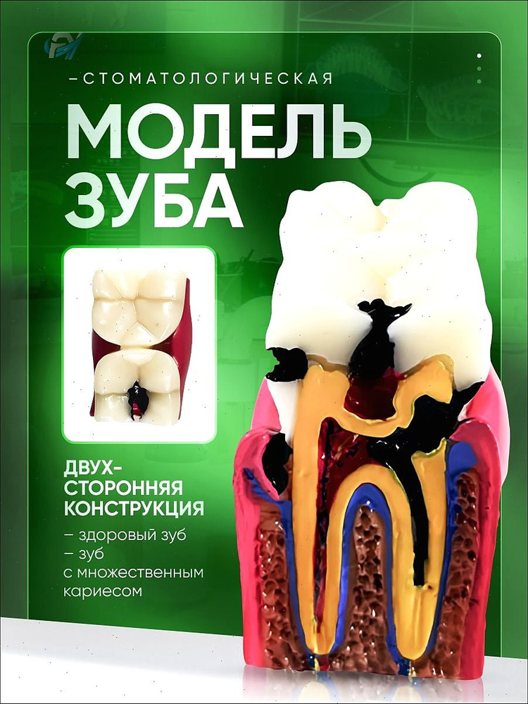 Анатомическая модель #1
