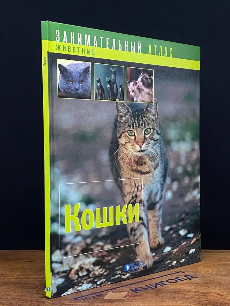 Кошки #1