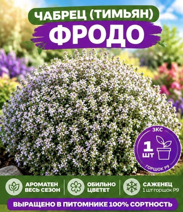 Тимьян (чабрец) Фродо #1