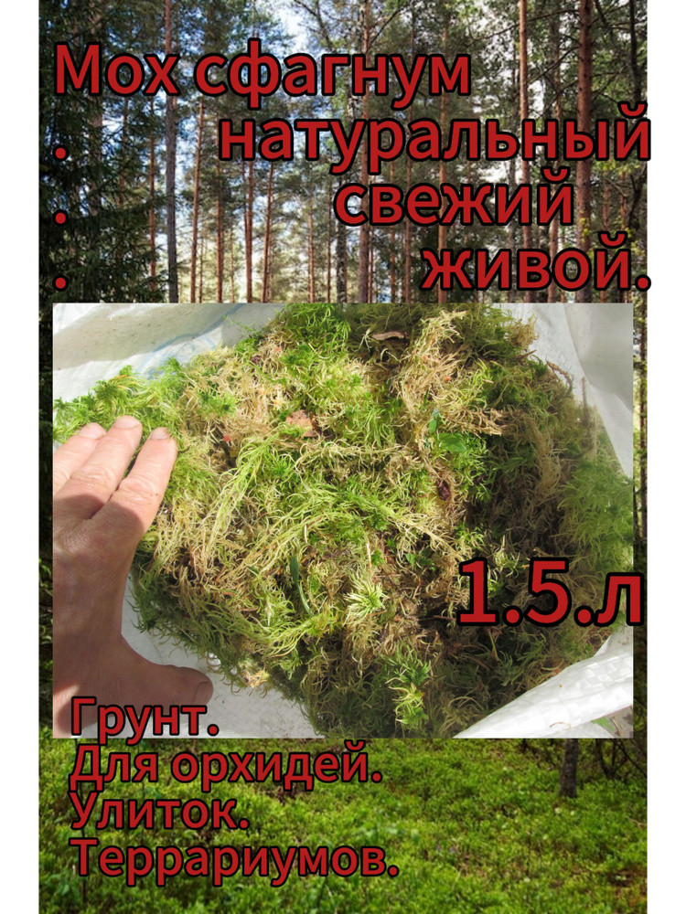 Мох #1