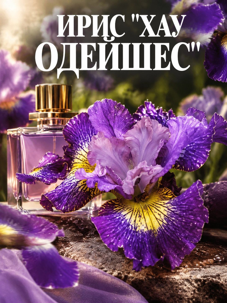 Ирис "ХАУ ОДЕЙШЕС" #1