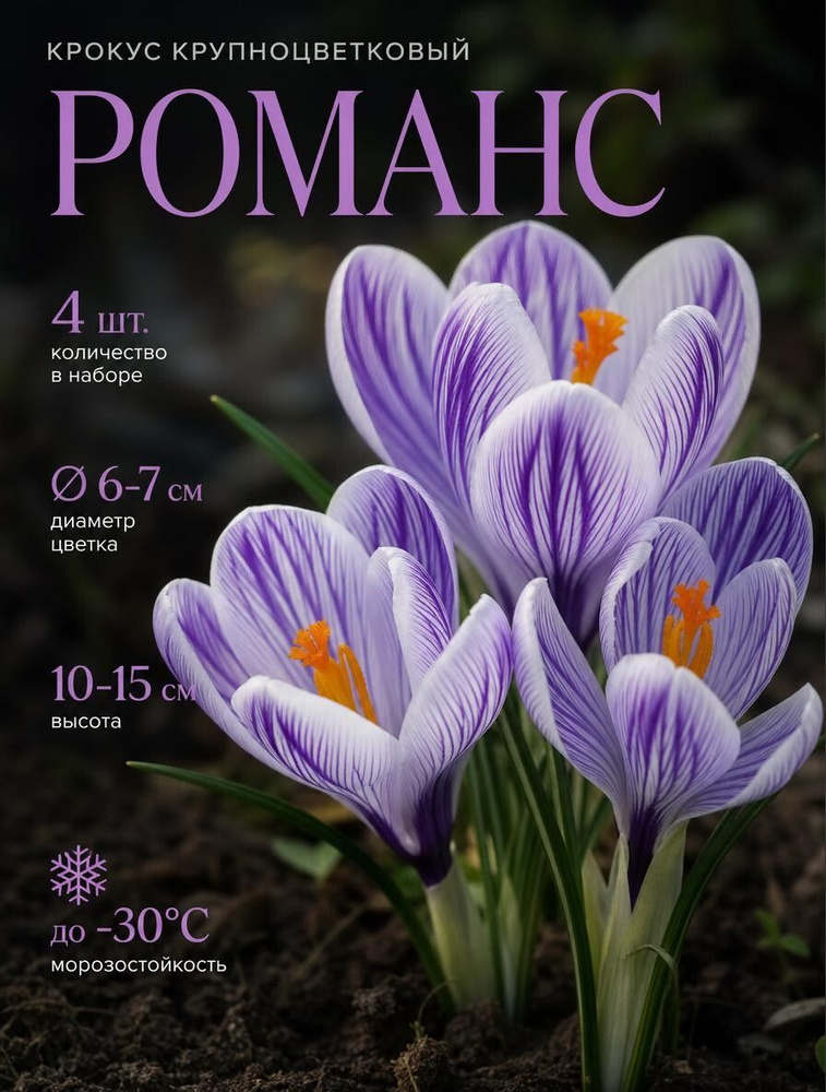 Крокус Романс #1