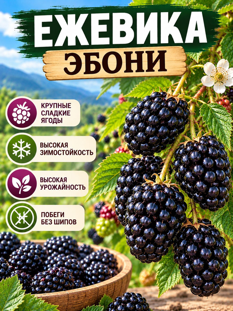 Ежевика саженец Эбони #1