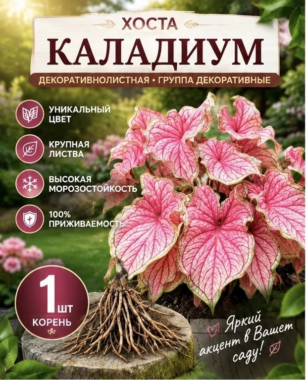 Луковица Хосты Каладиум. #1