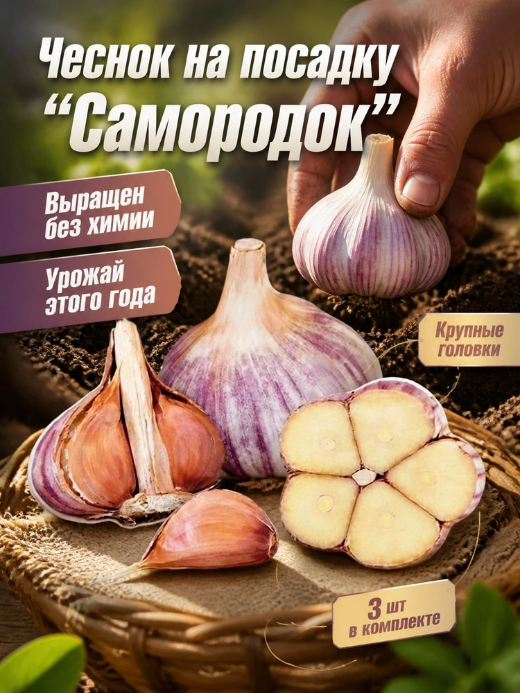 Семена ,3шт #1